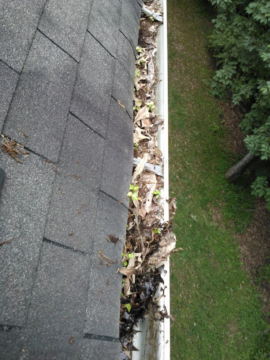 A residential gutter packed with dry leaves, wet debris, and small sprouting plants along the edge of an asphalt shingle roof