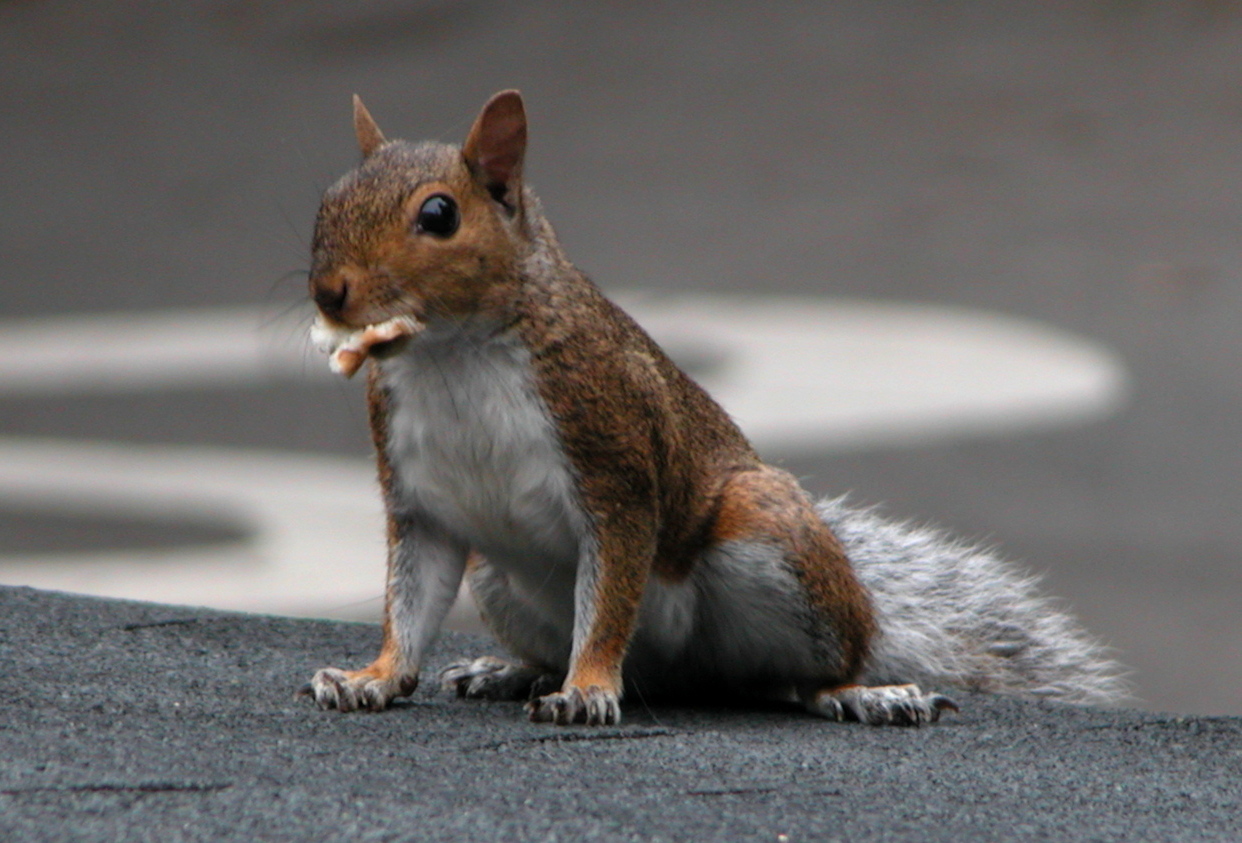 A gray squirrel sitting on the edge of an asphalt shingle roof with food in its mouth